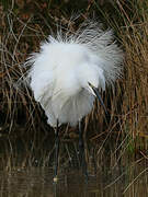 Little Egret