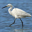 Aigrette garzette