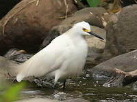 Aigrette neigeuse