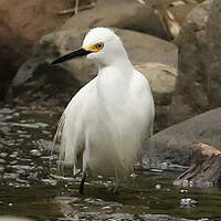 Aigrette neigeuse