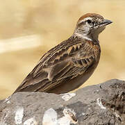 Blanford's Lark