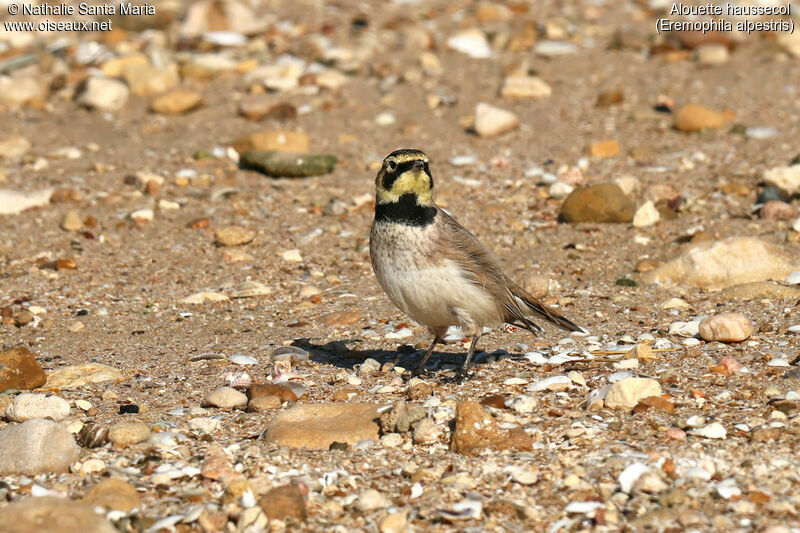 Alouette haussecoladulte, identification