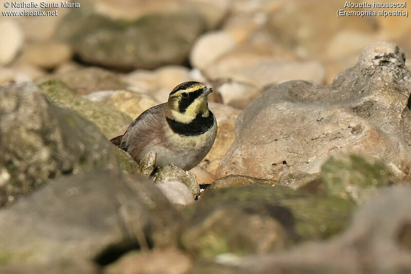 Alouette haussecoladulte, identification