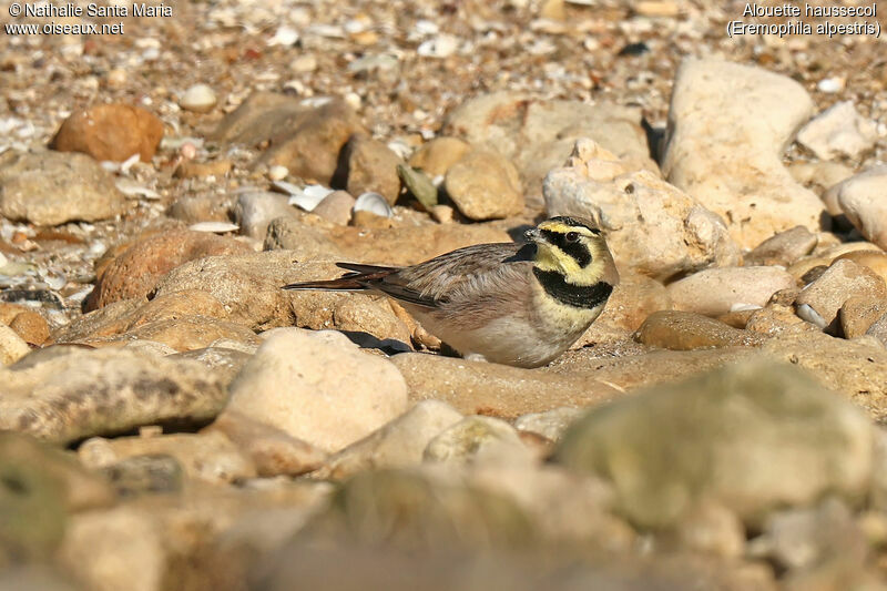 Alouette haussecoladulte, identification