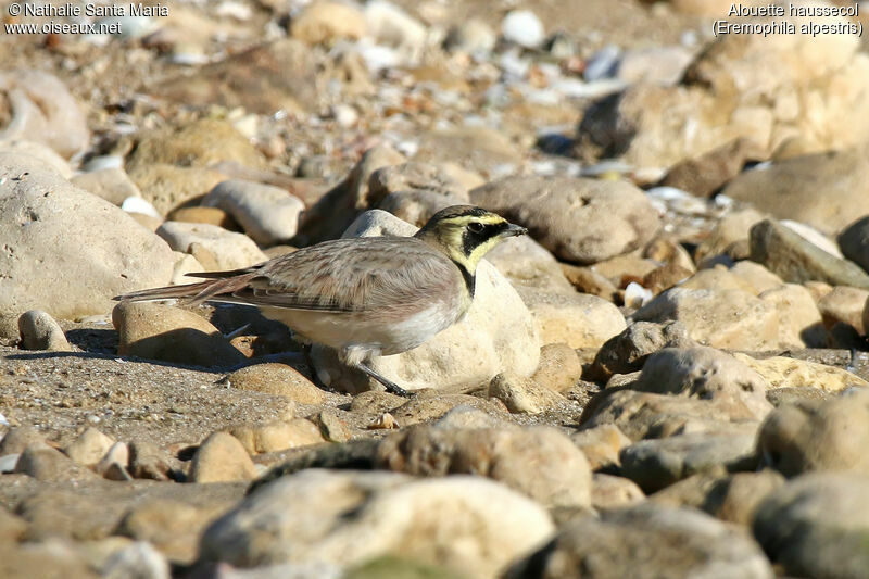 Alouette haussecoladulte, identification, marche