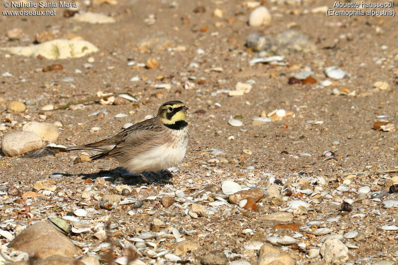 Alouette haussecoladulte, identification