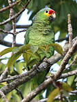 Amazone à lores rouges