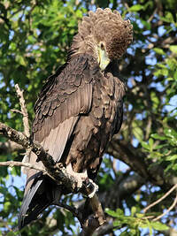 Bateleur des savanes