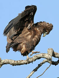 Bateleur des savanes