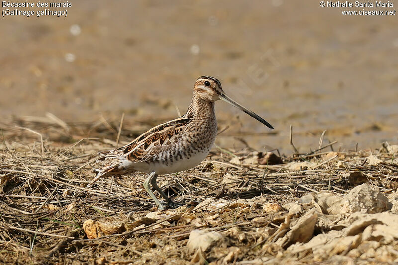 Common Snipeadult, habitat