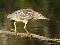 Black-crowned Night Heron