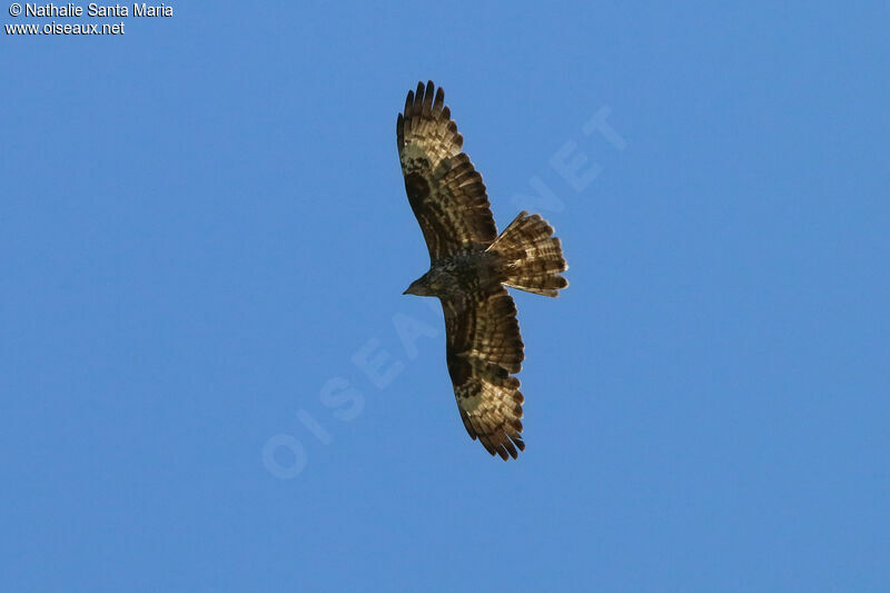 European Honey Buzzard, Flight