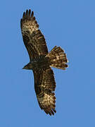 European Honey Buzzard