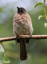 Bulbul tricolore