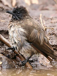 Bulbul tricolore