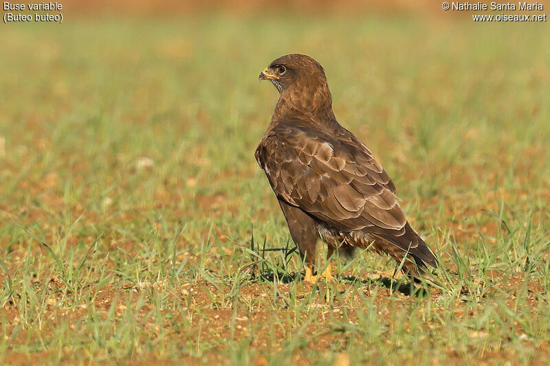 Common Buzzardadult, identification, fishing/hunting