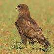 Buse variable