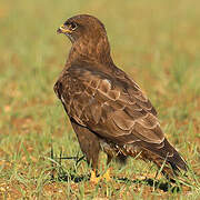 Common Buzzard