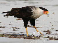 Caracara huppé