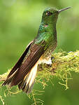 Colibri flavescent