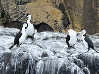 Cormoran de Tasmanie