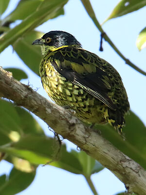 Cotinga écaillé