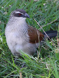 Coucal à sourcils blancs