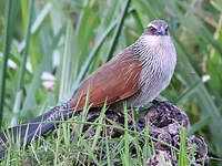 Coucal à sourcils blancs