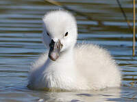 Cygne tuberculé