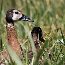 Dendrocygne veuf