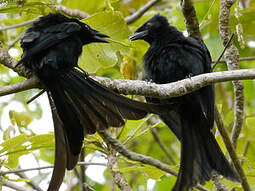 Drongo de Mayotte