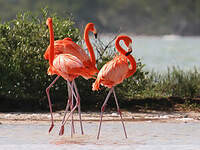 Flamant des Caraïbes