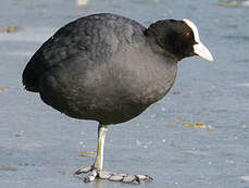 Eurasian Coot Fulica Atra