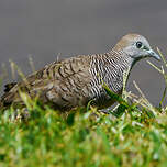 Géopélie zébrée