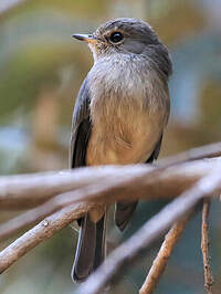 Gobemouche sombre