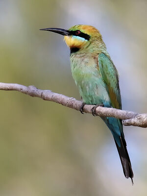 Rainbow Bee Eater Merops Ornatus