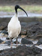 Ibis à Cou Noir Threskiornis Molucca