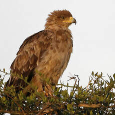 Aigle ravisseur