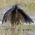 Aigrette ardoisée