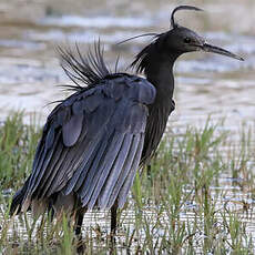 Aigrette ardoisée