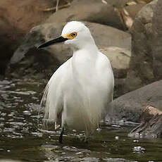 Aigrette neigeuse