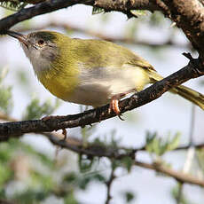 Apalis à gorge jaune