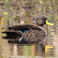 Canard à bec jaune