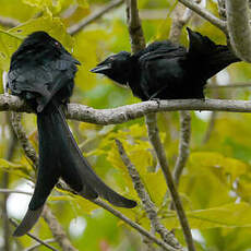 Drongo de Mayotte