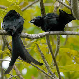 Drongo de Mayotte