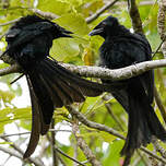 Drongo de Mayotte