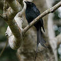 Drongo de Mayotte