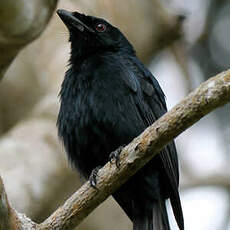 Drongo de Mayotte