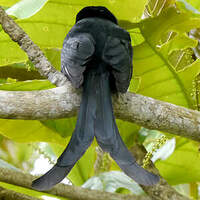 Drongo de Mayotte