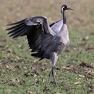 Grue Cendrée Grus Grus